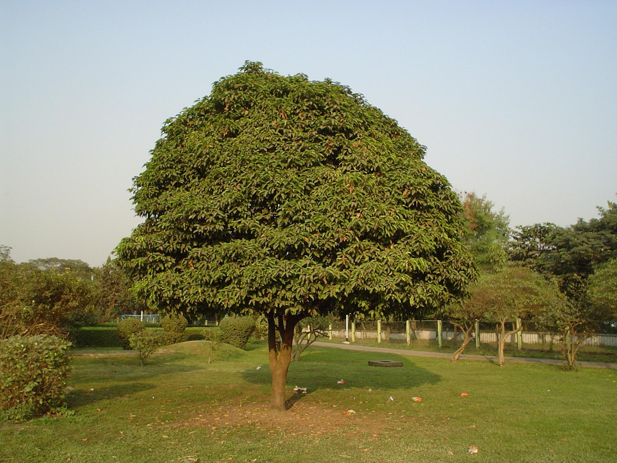 Mangové drevo - zlatý poklad Indie vo vašej domácnosti